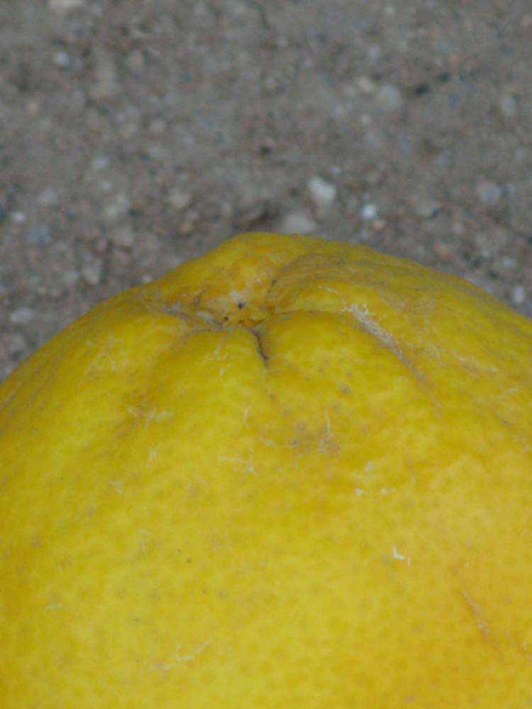            Fruit (Riverside, CA)   